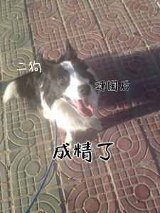 主角二狗子的