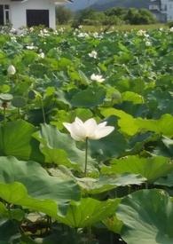 花神节